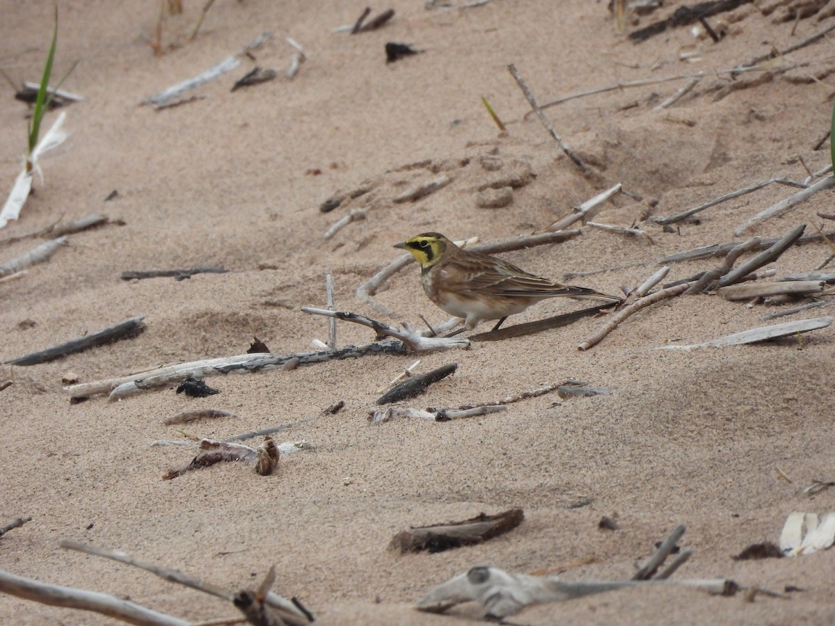 Allodola golagialla - ML642172603