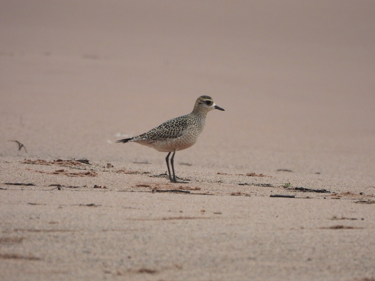 American Golden-Plover - ML642172619