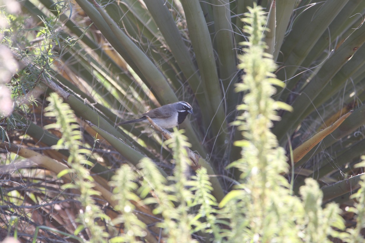 Black-throated Sparrow - ML642172620