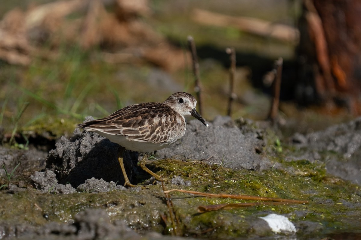 Least Sandpiper - ML642172621