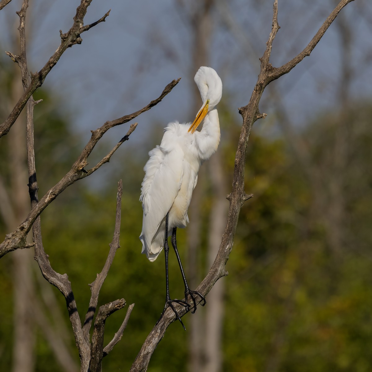 Great Egret - ML642172629