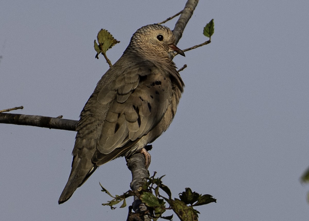 Common Ground Dove - ML642172631