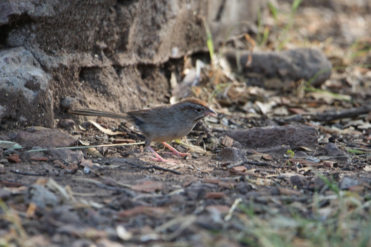 Rufous-crowned Sparrow - ML642172637