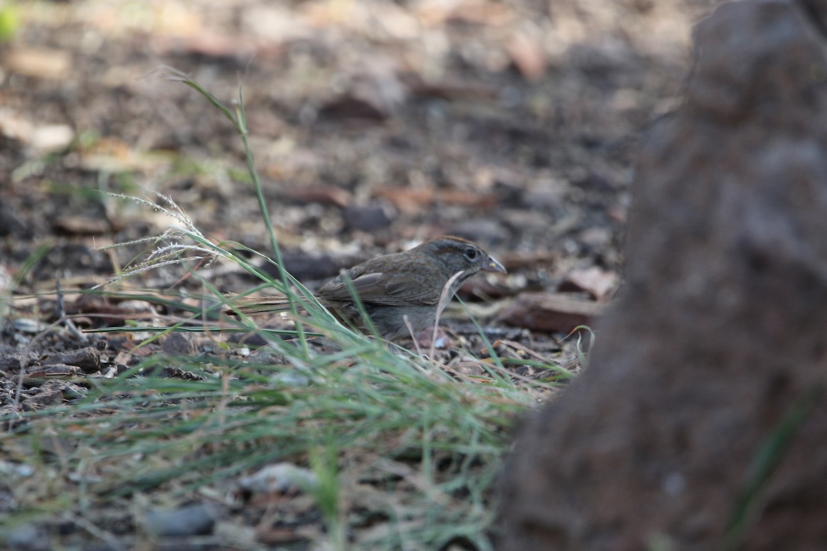 Rufous-crowned Sparrow - ML642172638