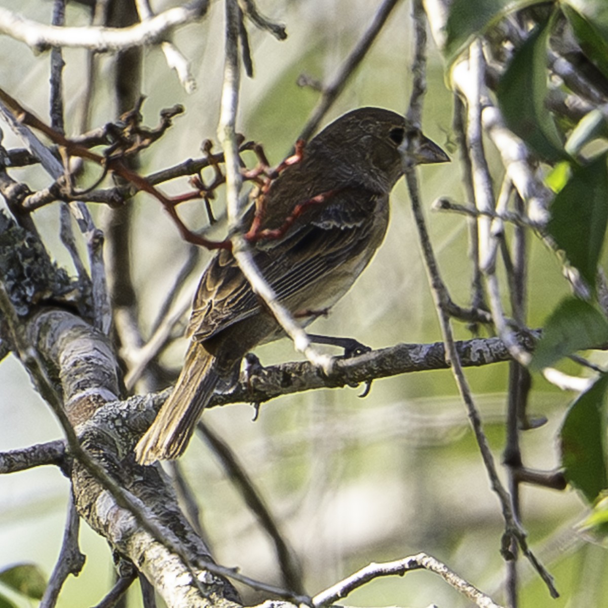 Indigo Bunting - ML642172648
