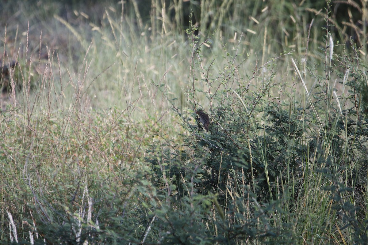 papežík modrý - ML642172670