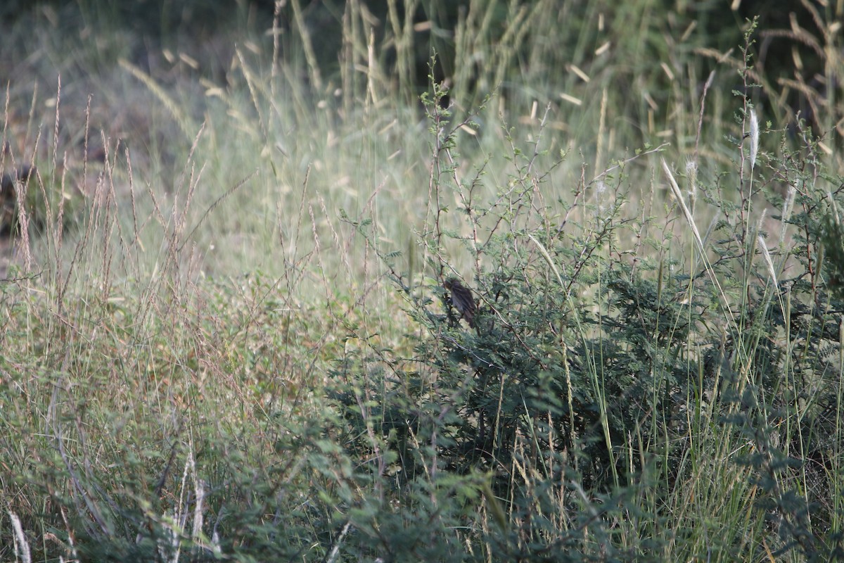 papežík modrý - ML642172671