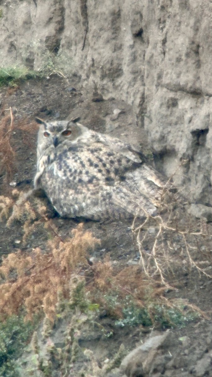 Eurasian Eagle-Owl - ML642172682