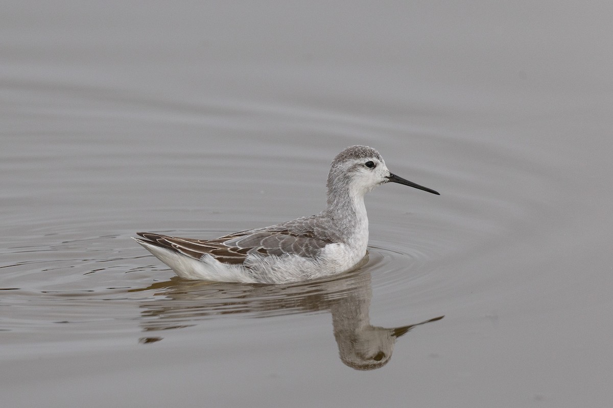 Wilson's Phalarope - ML642172683