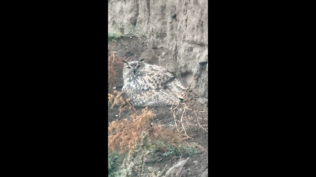 Eurasian Eagle-Owl - ML642172684