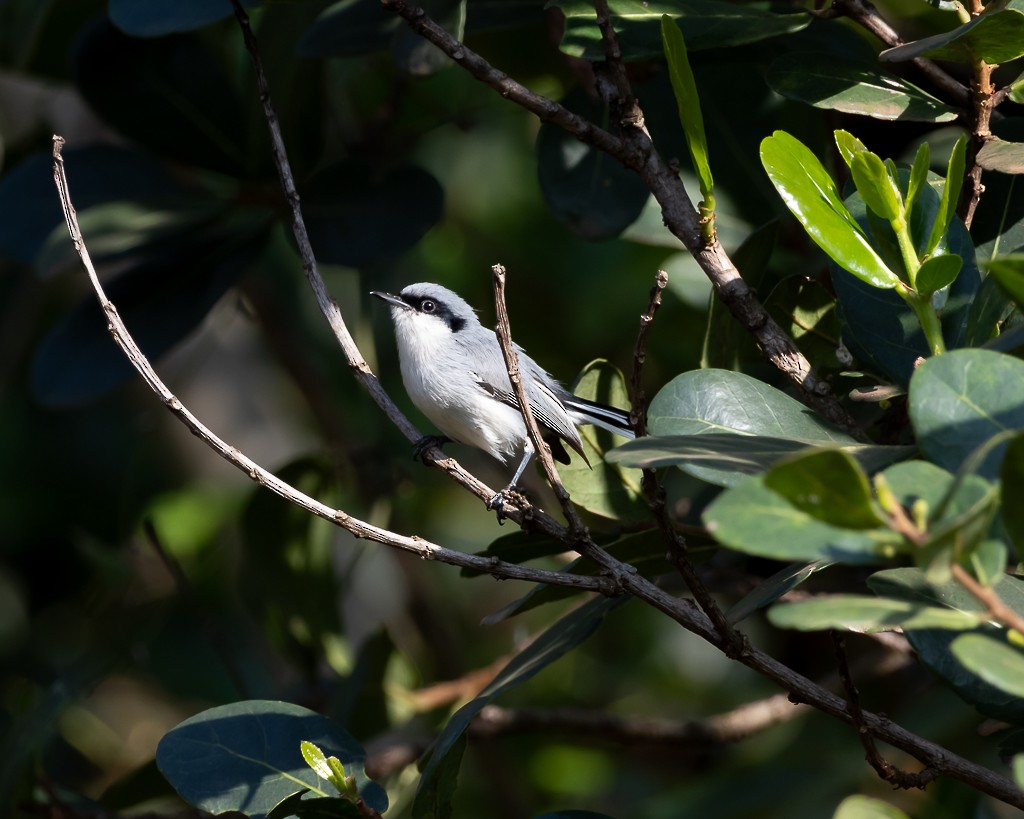 Masked Gnatcatcher - ML642172700