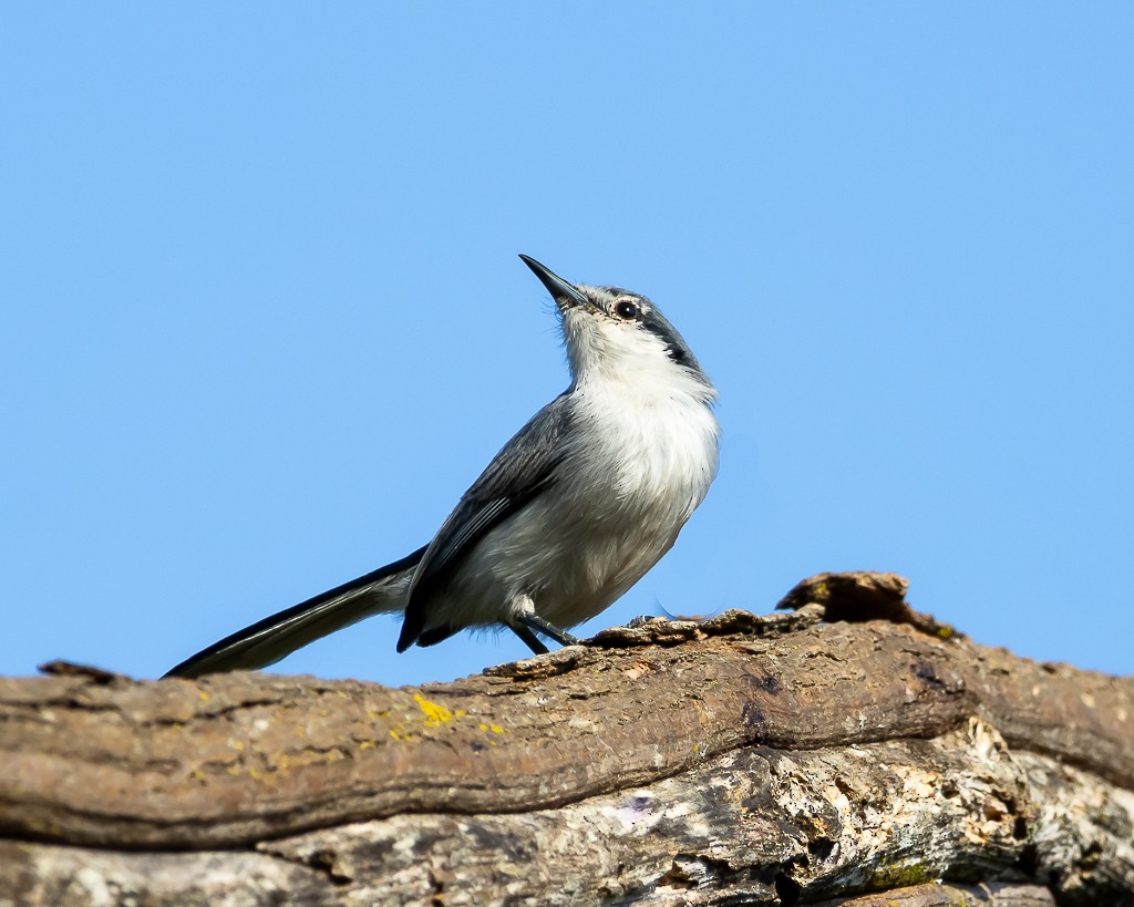 Masked Gnatcatcher - ML642172701