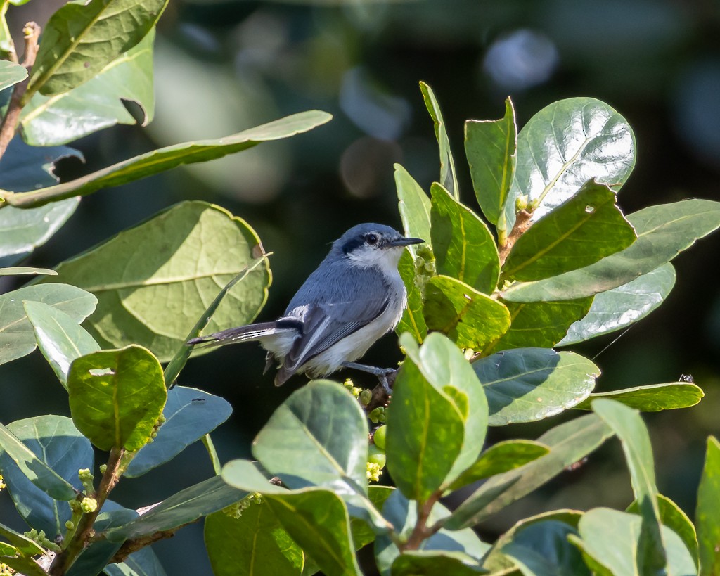 Masked Gnatcatcher - ML642172702