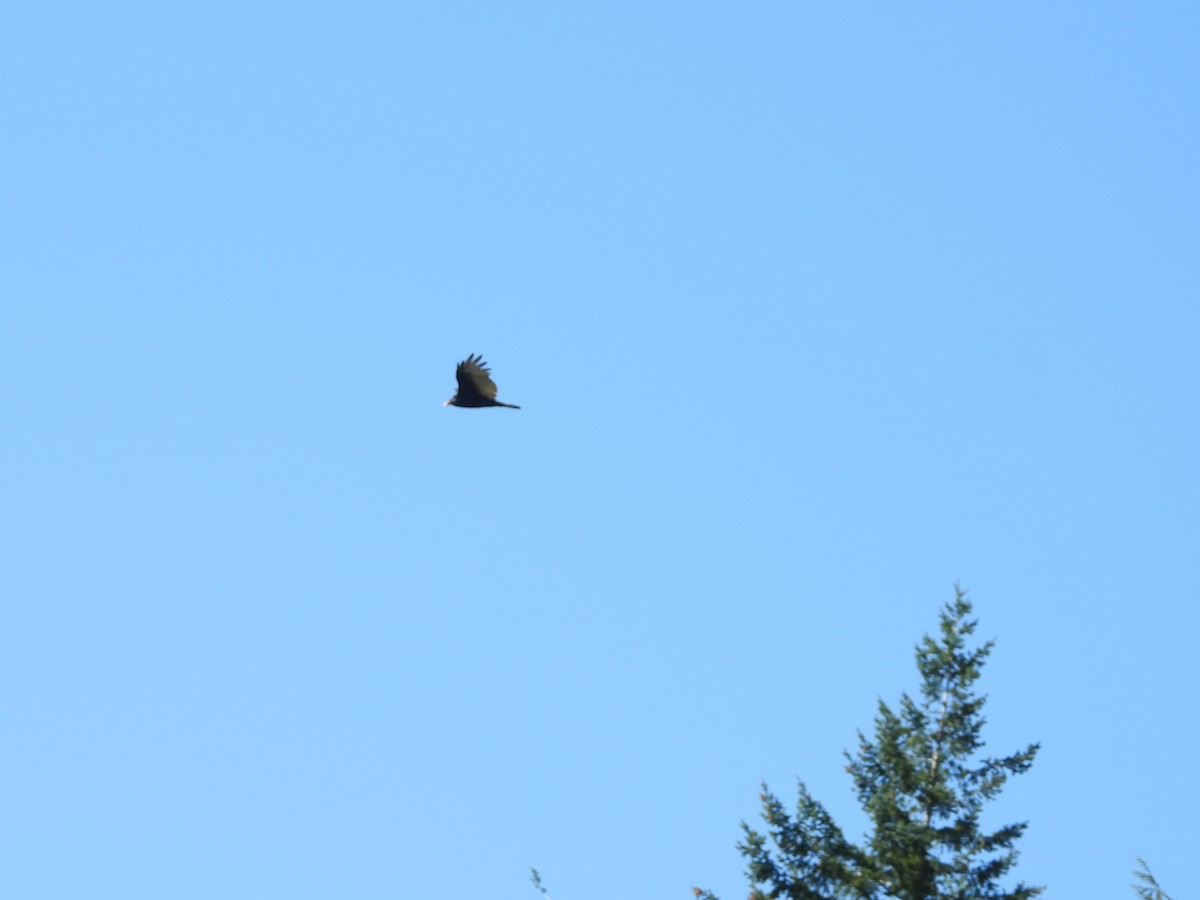 Turkey Vulture - ML642172709
