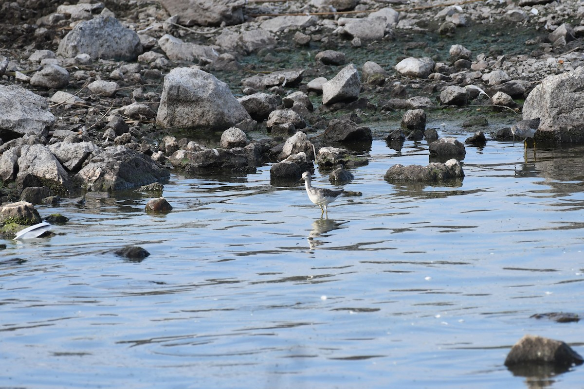 Greater Yellowlegs - ML642172747