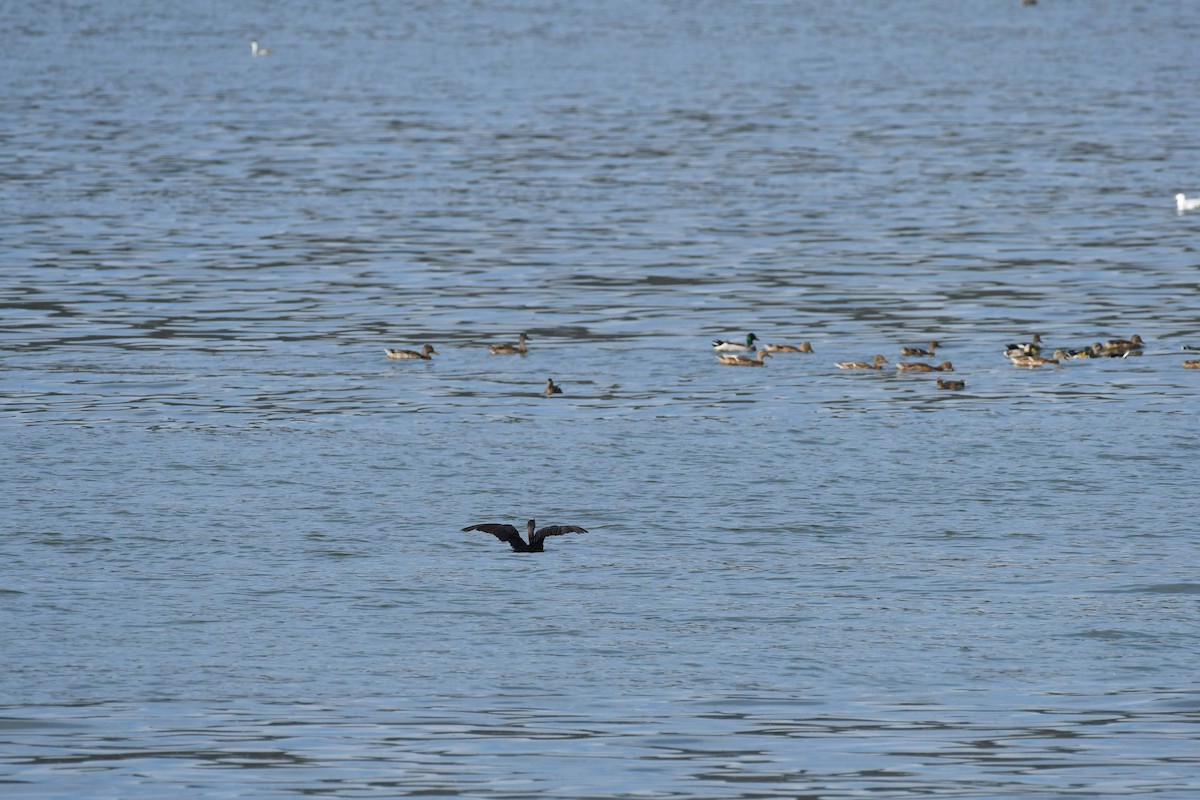 Double-crested Cormorant - ML642172748