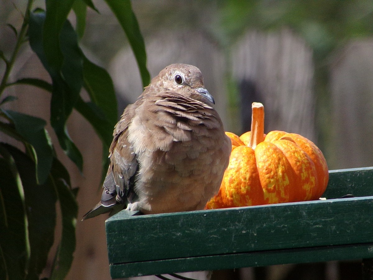 Mourning Dove - ML642172759