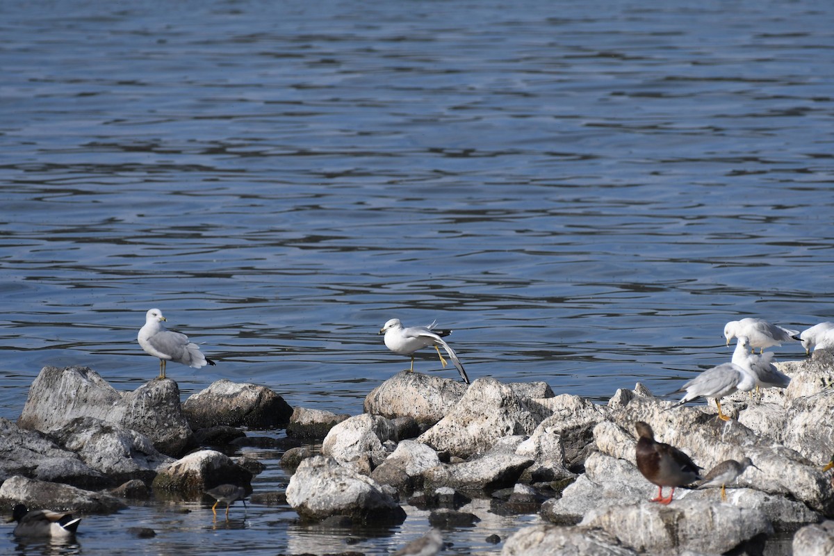 Ring-billed Gull - ML642172765