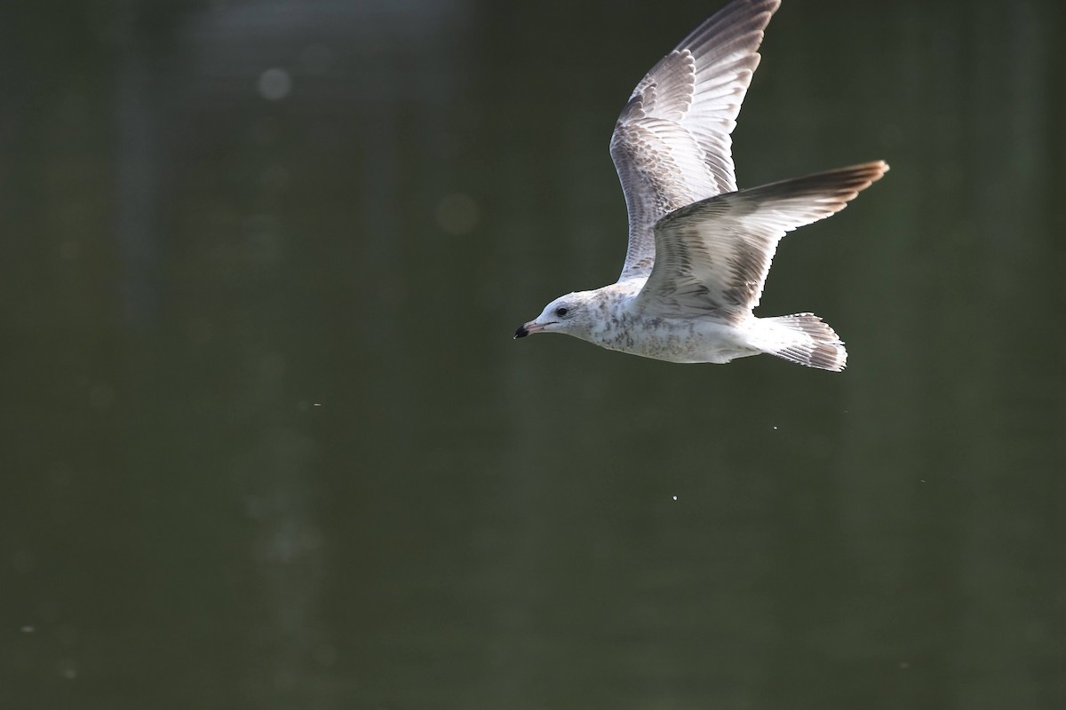 Ring-billed Gull - ML642172776