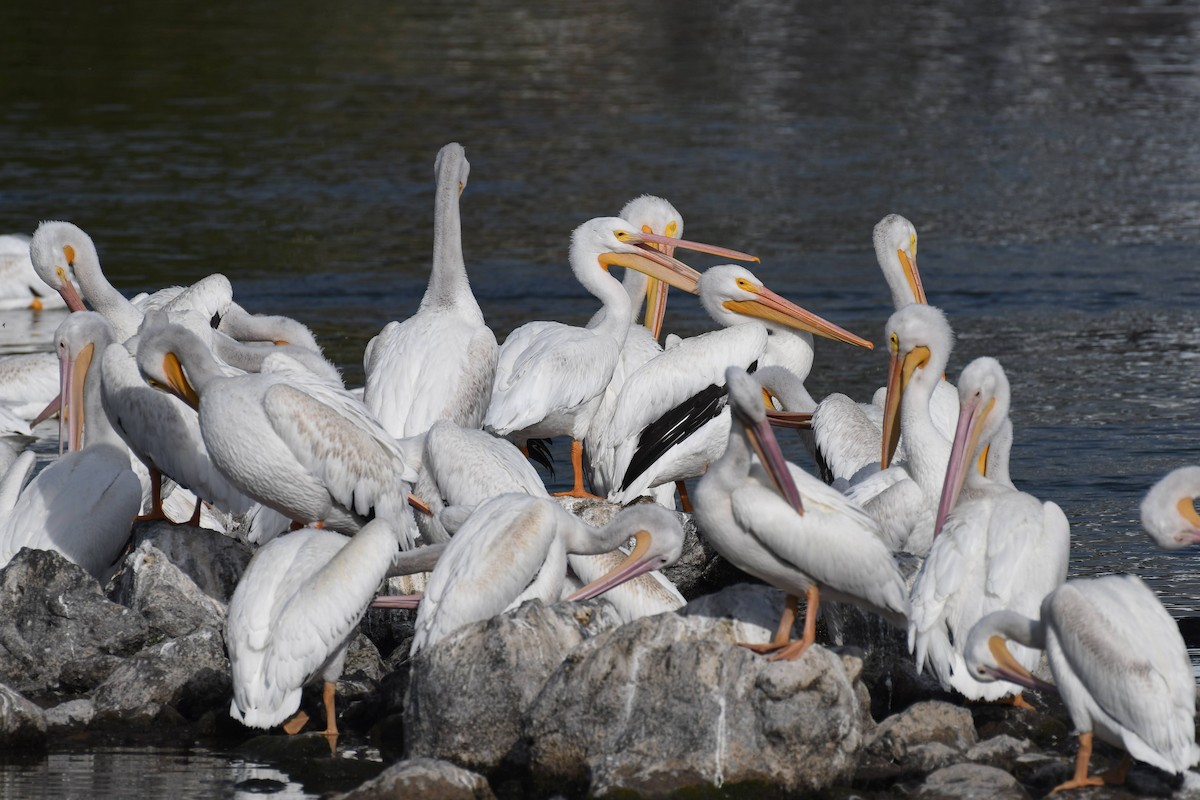 American White Pelican - ML642172794