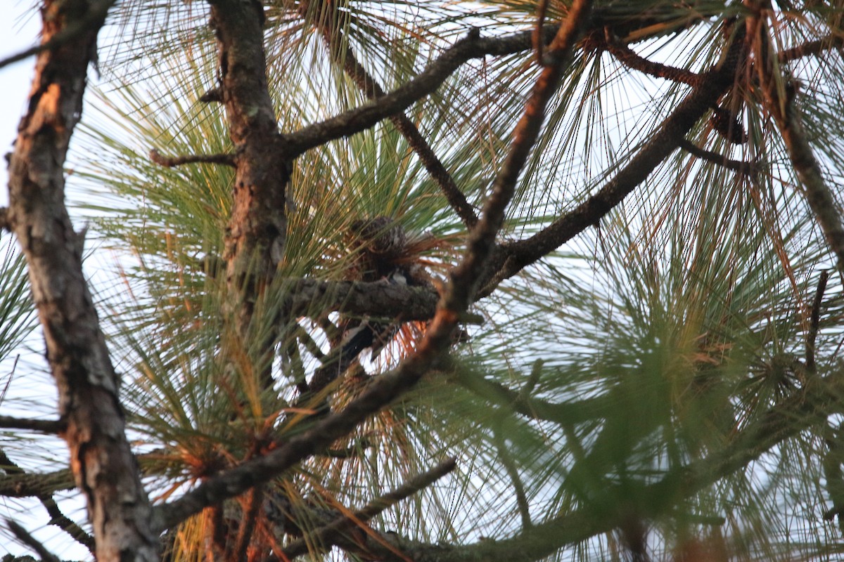 strakapoud kokardový - ML642172800