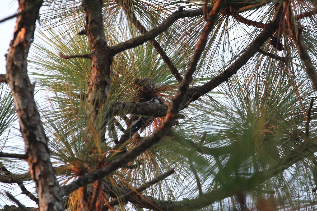 strakapoud kokardový - ML642172802