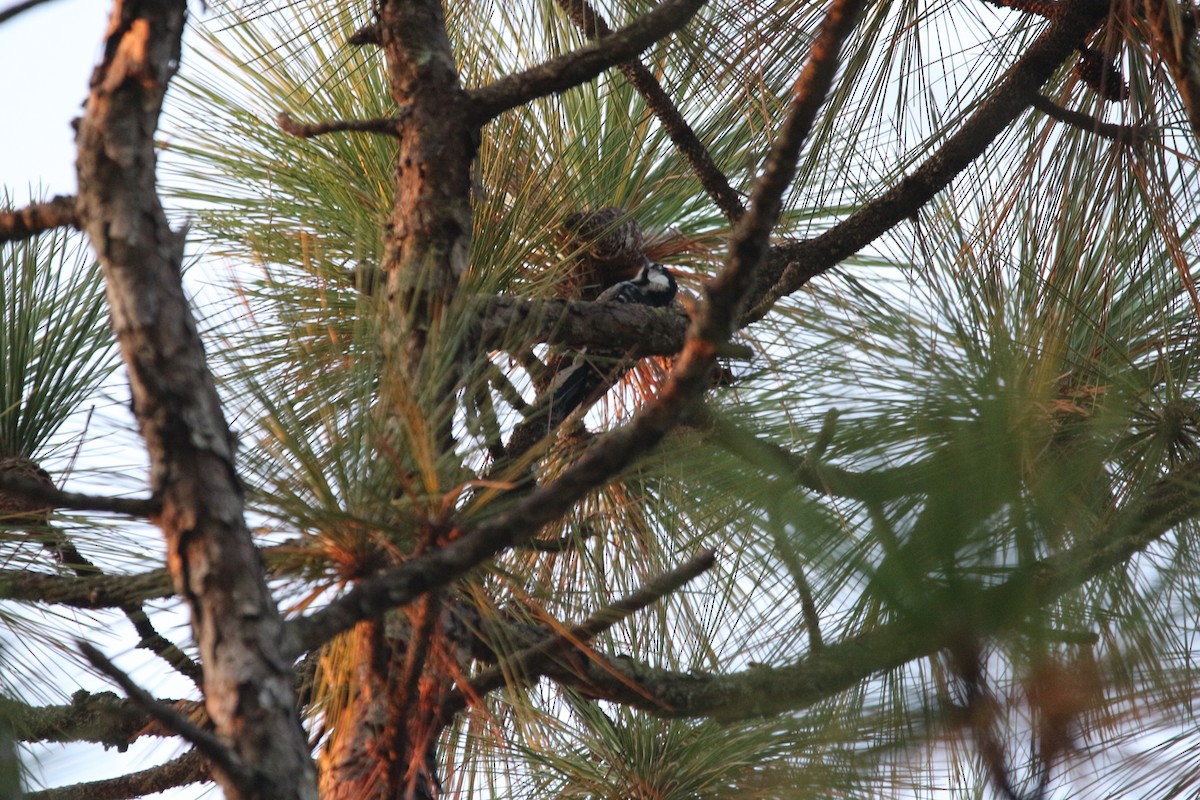 strakapoud kokardový - ML642172803