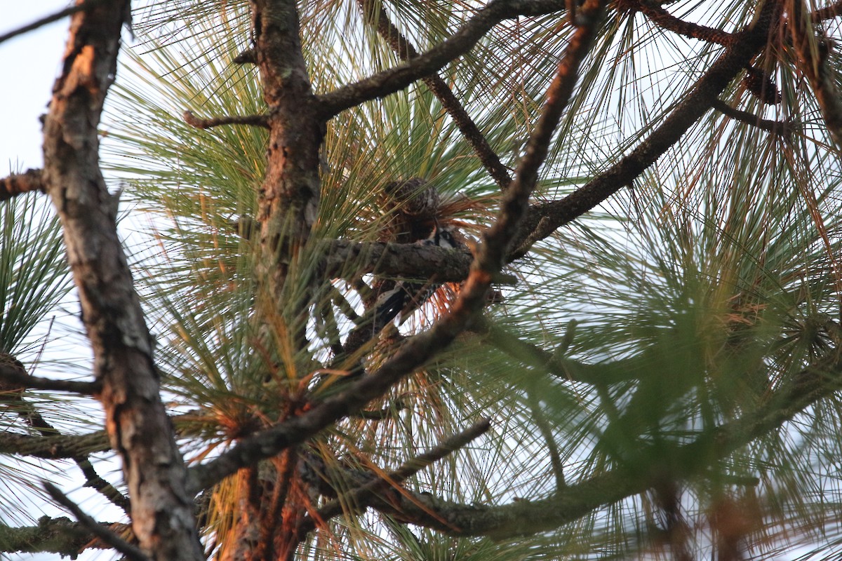 strakapoud kokardový - ML642172804