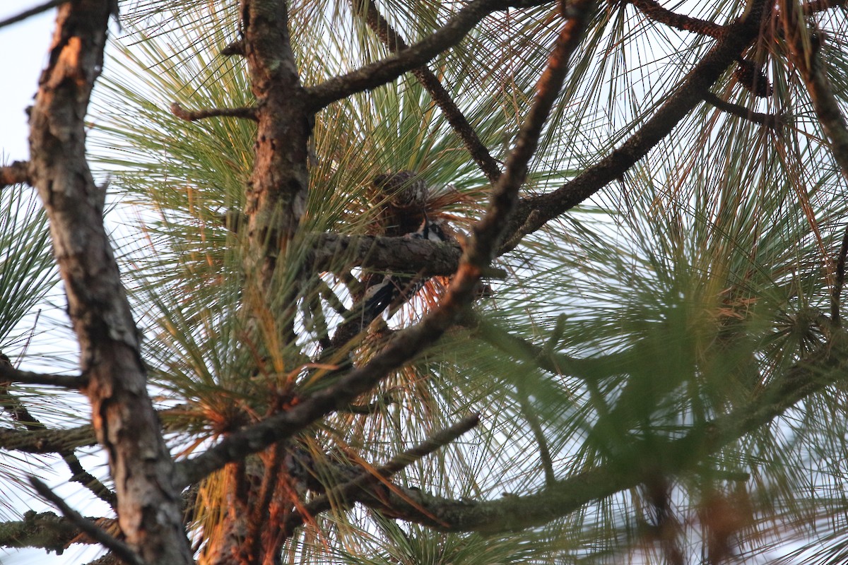 strakapoud kokardový - ML642172805