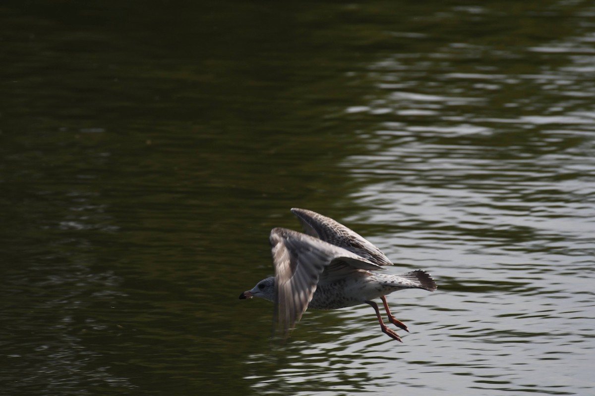 Ring-billed Gull - ML642172809