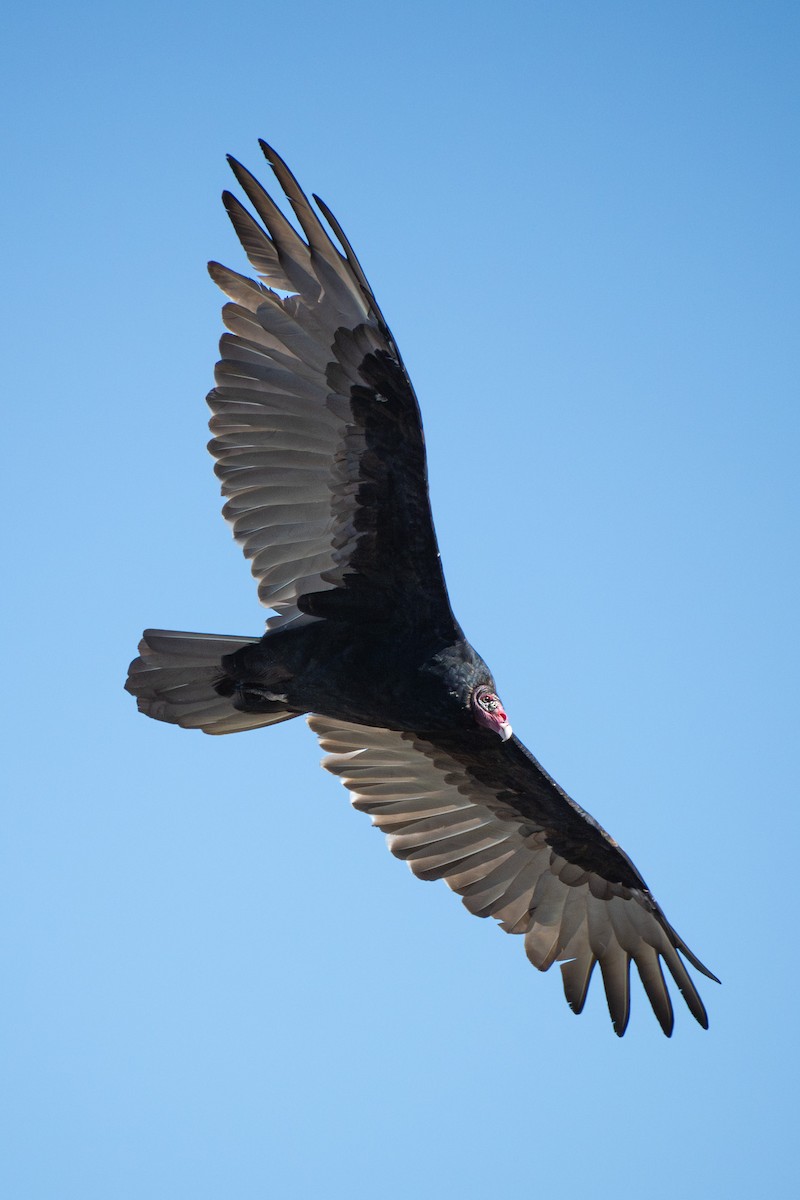 Turkey Vulture - ML642172810