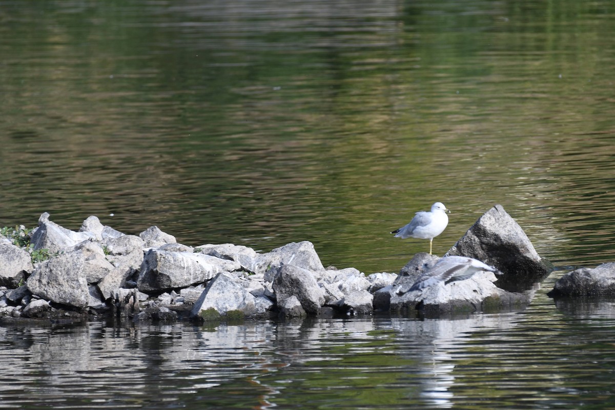 Ring-billed Gull - ML642172812