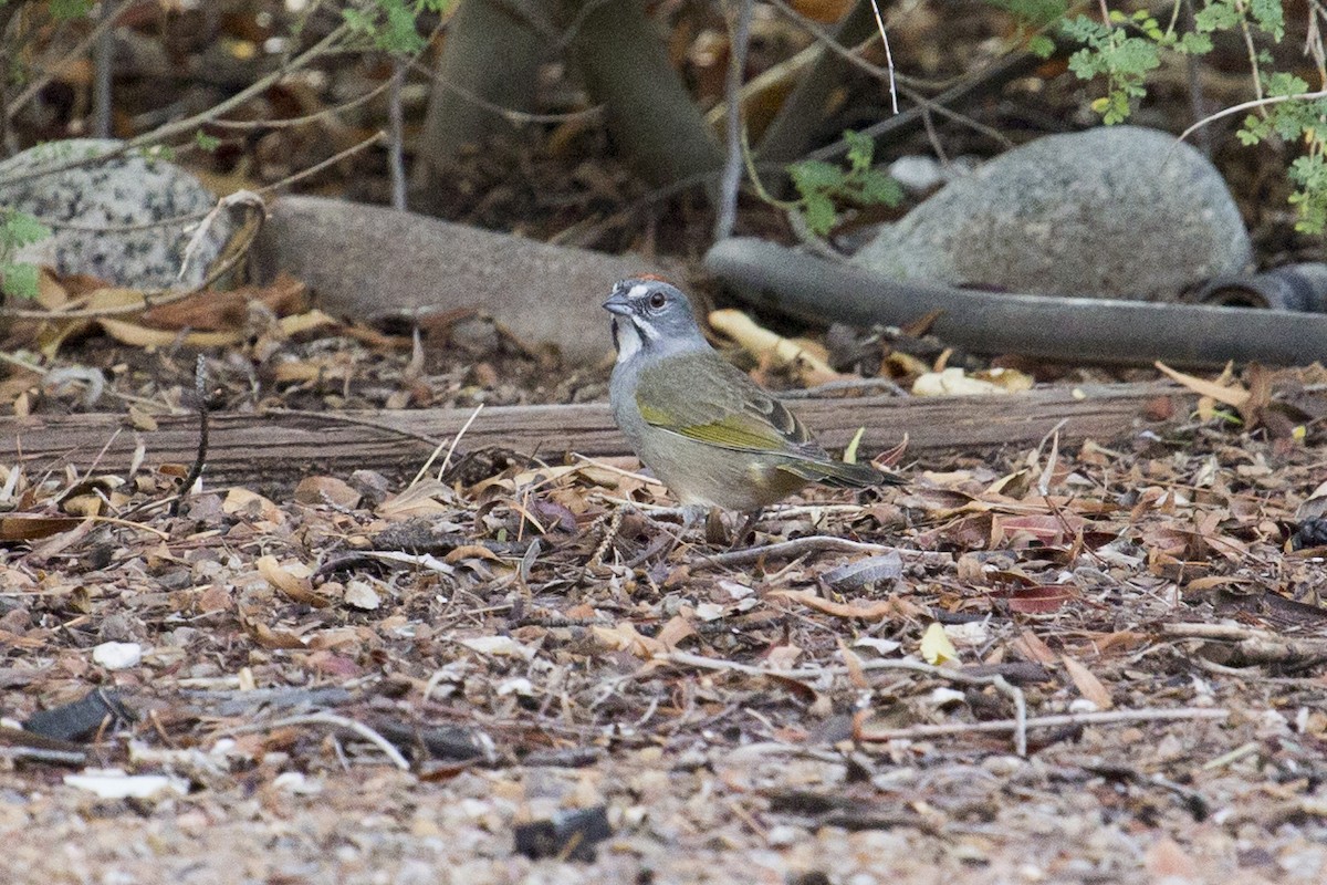 Green-tailed Towhee - ML642172813