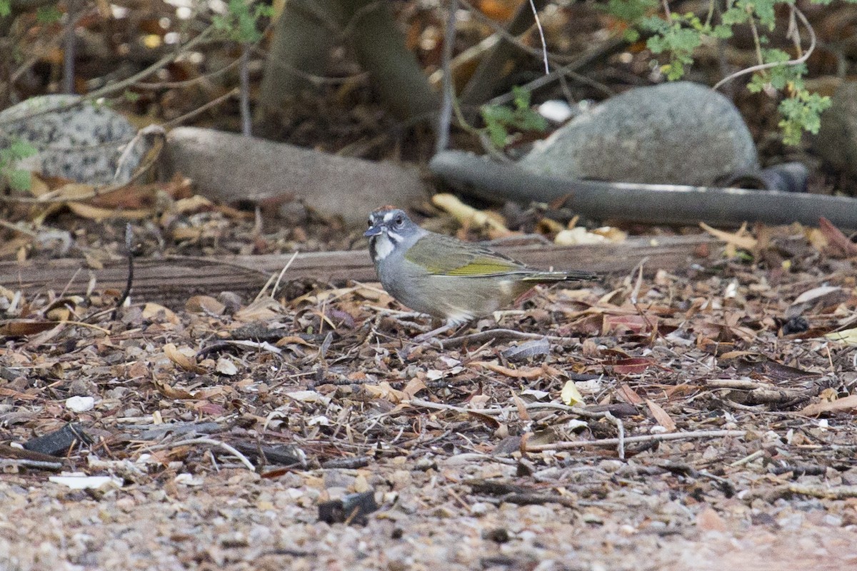 Green-tailed Towhee - ML642172814