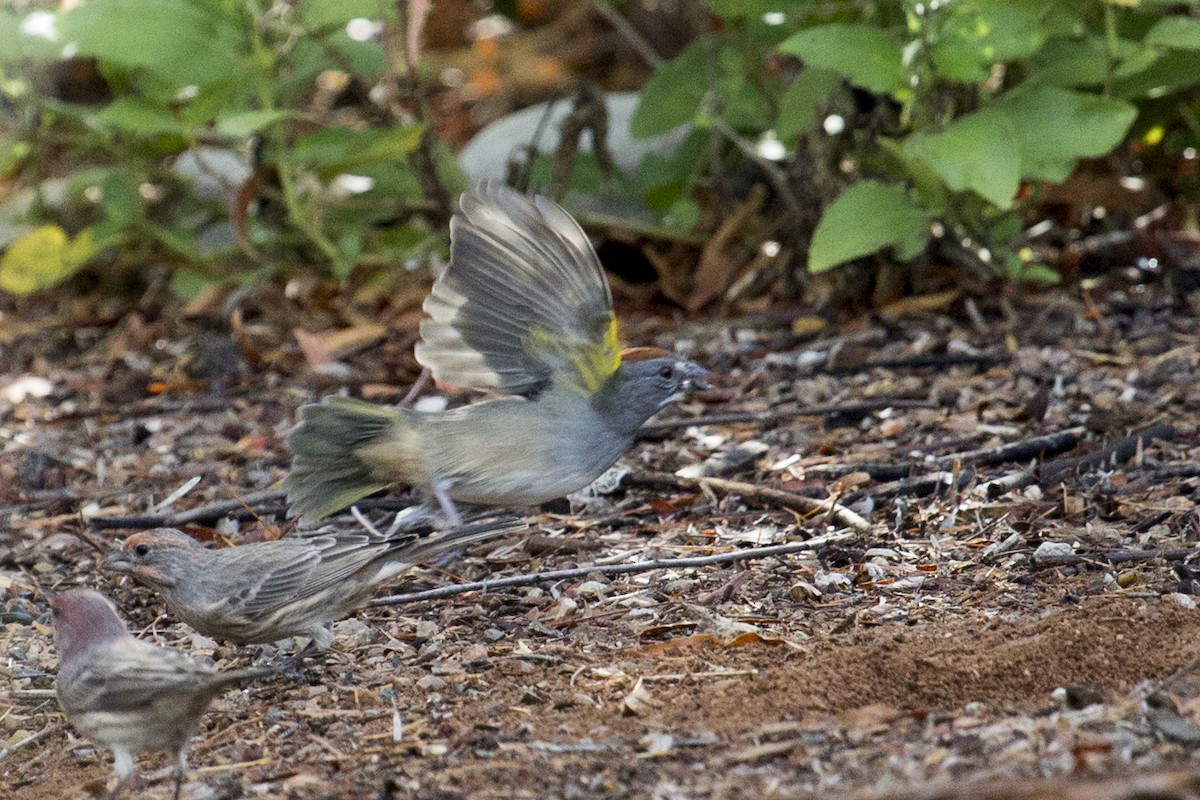 Green-tailed Towhee - ML642172815