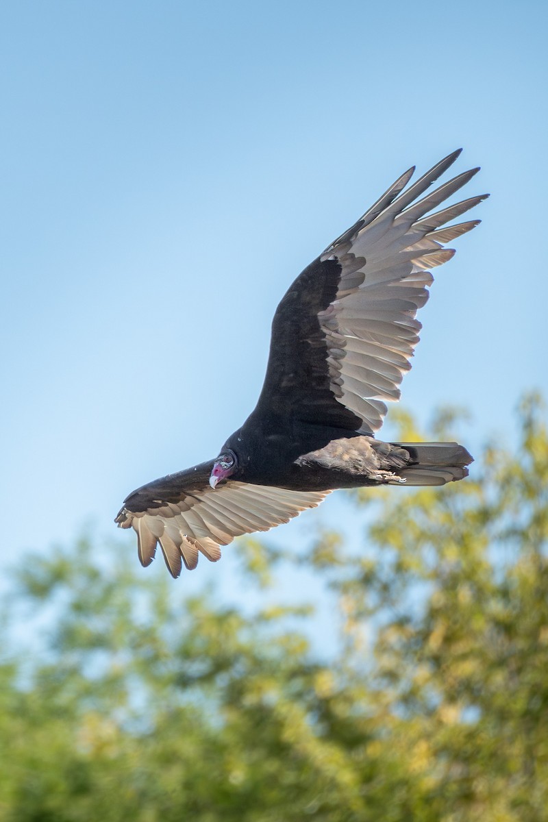 Turkey Vulture - ML642172816