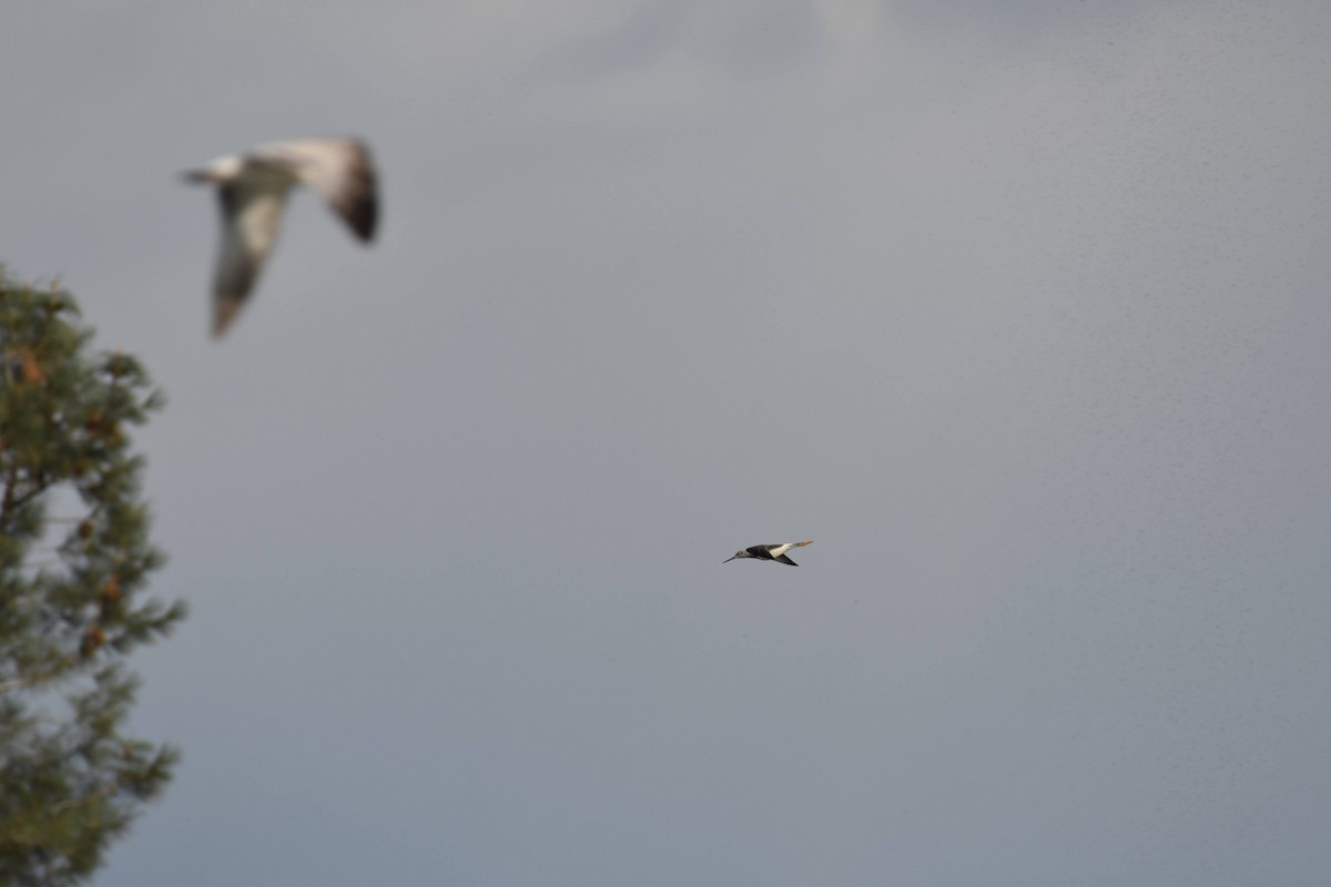 Greater Yellowlegs - ML642172817