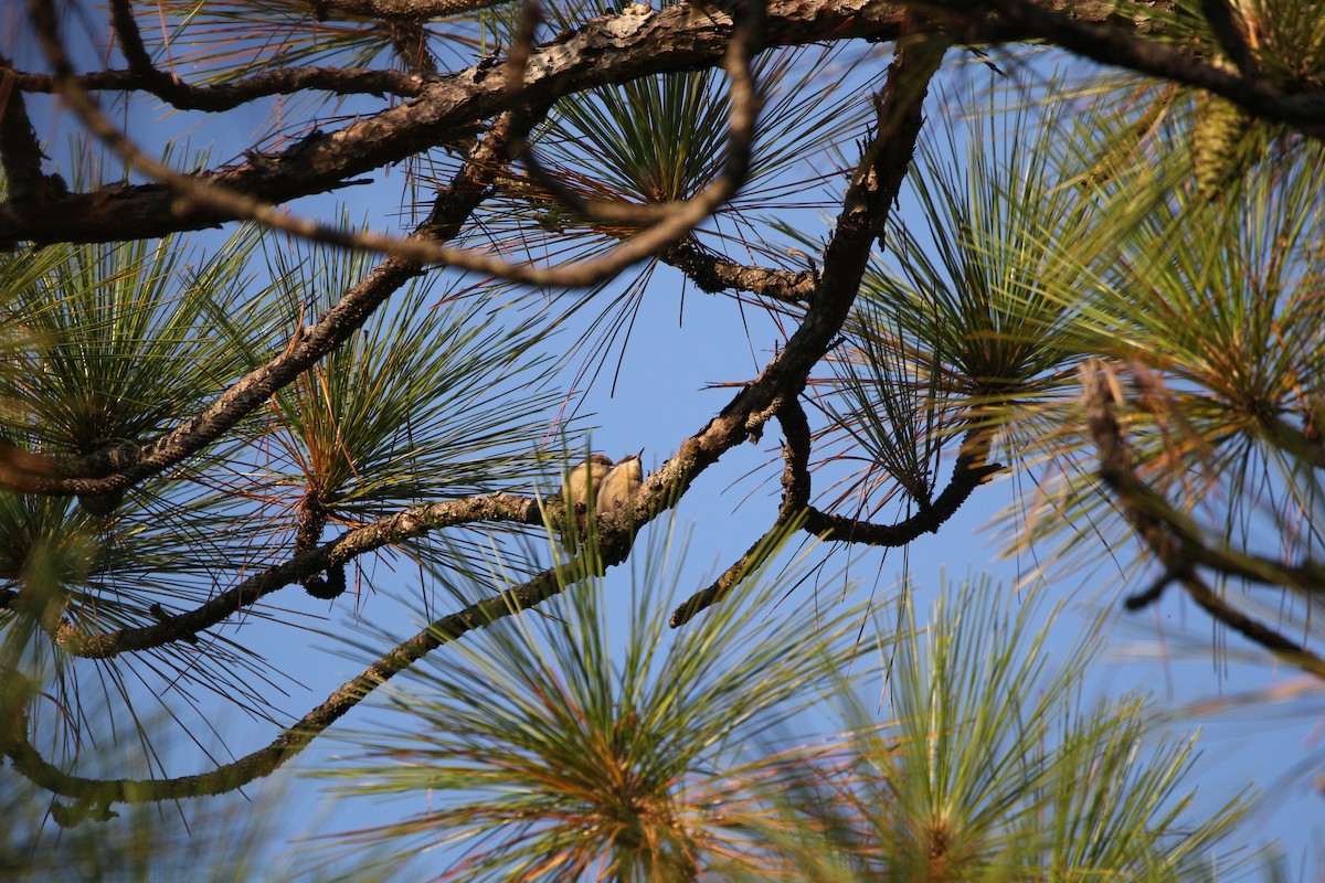 brhlík hnědohlavý - ML642172822