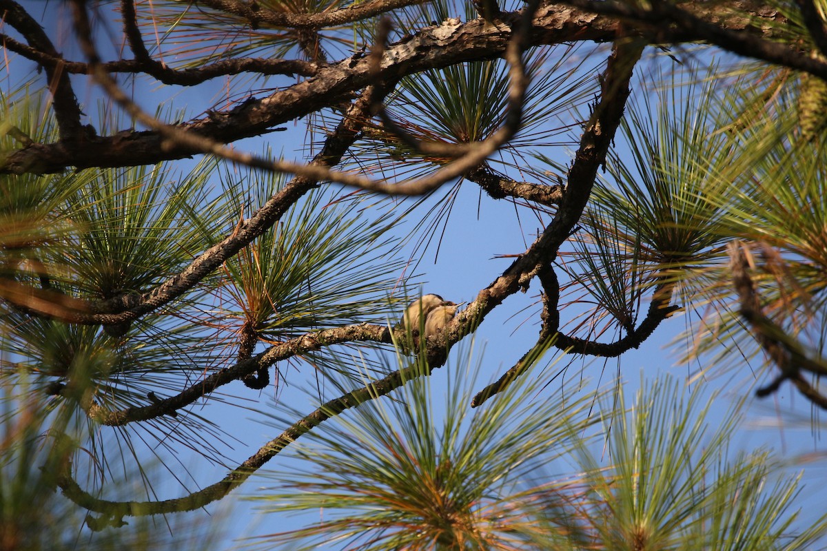 brhlík hnědohlavý - ML642172823