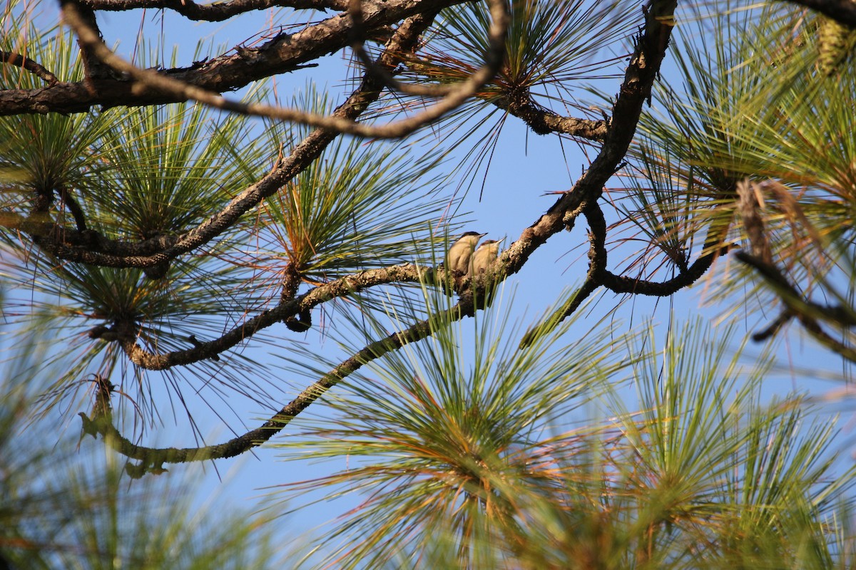 brhlík hnědohlavý - ML642172826