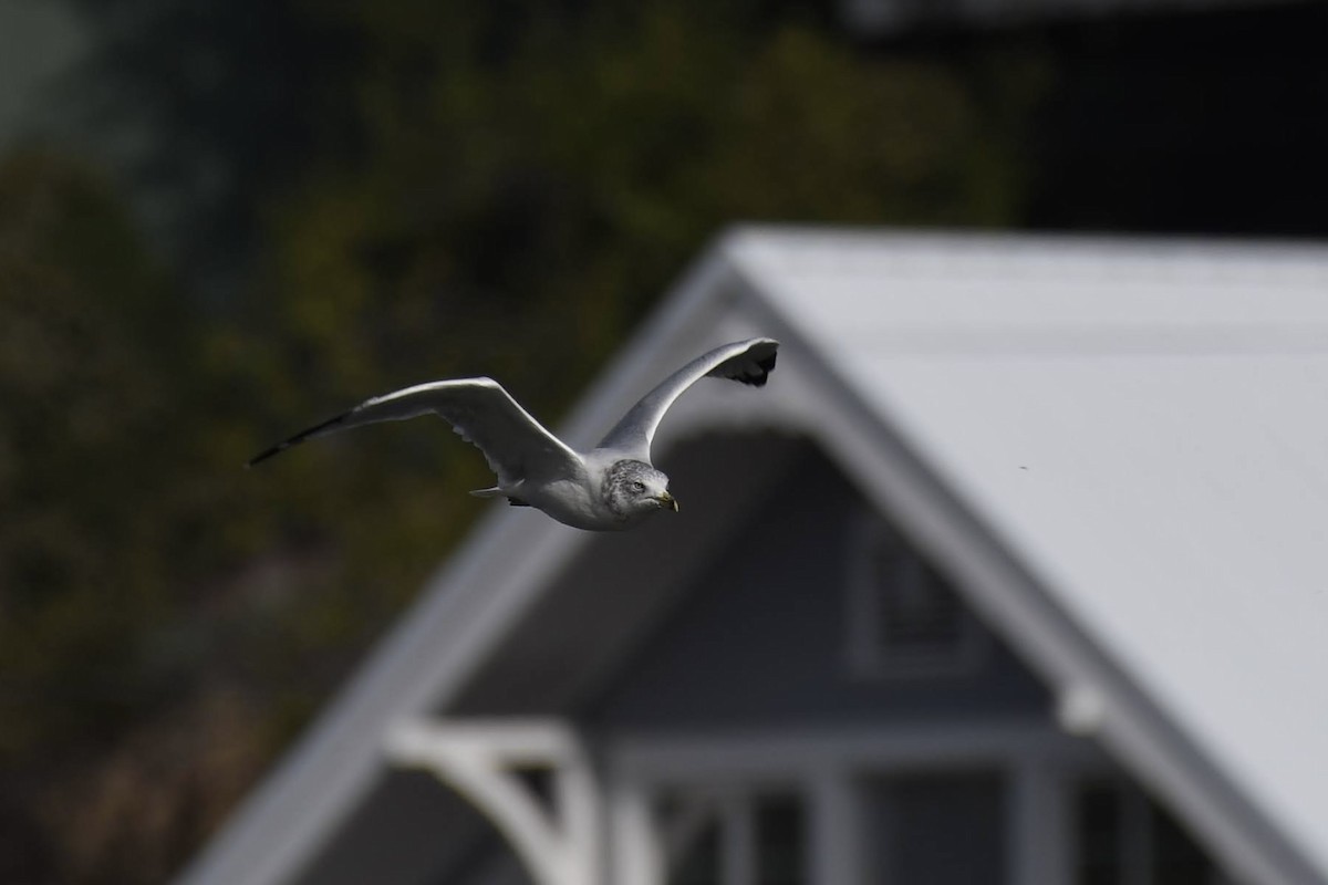 Ring-billed Gull - ML642172830