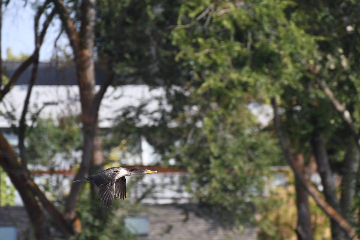 Double-crested Cormorant - ML642172837