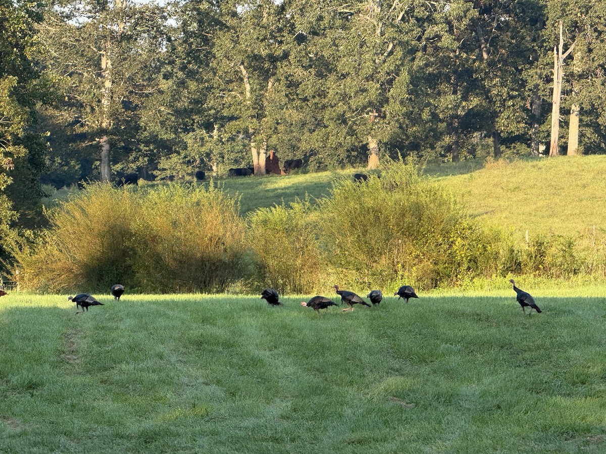 シチメンチョウ - ML642172840