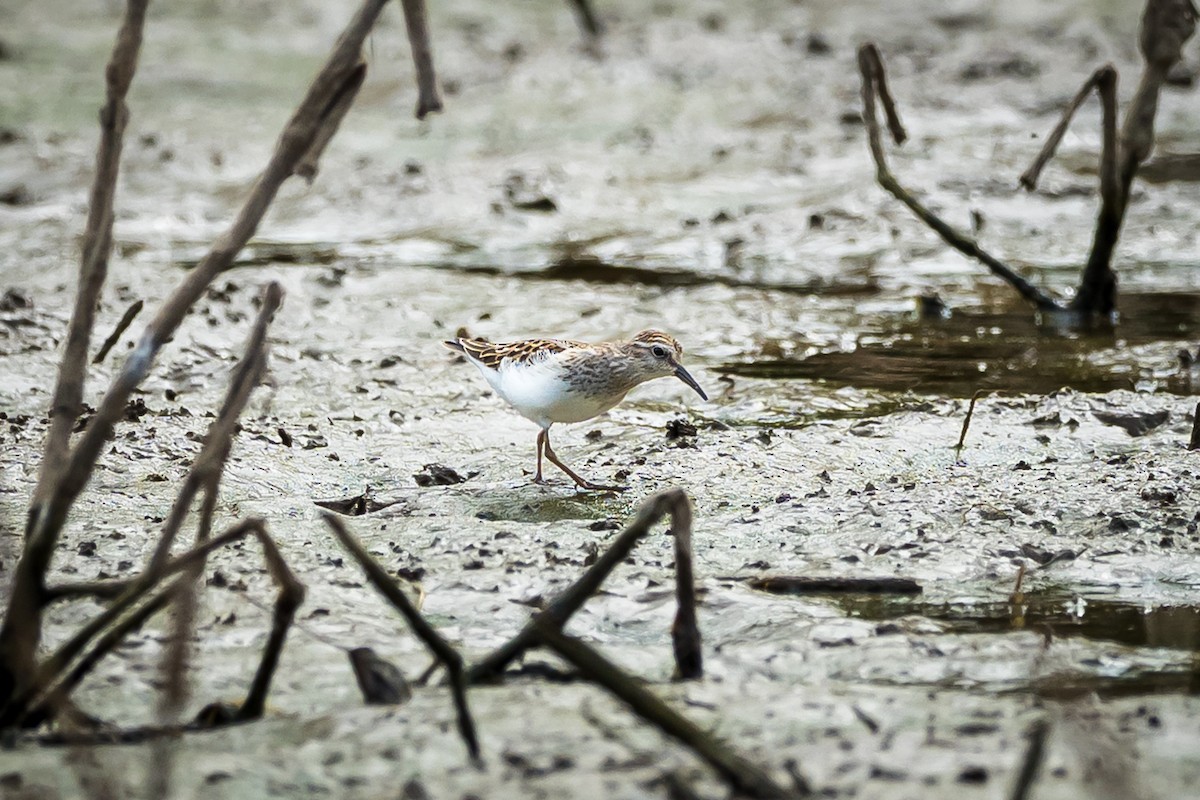Least Sandpiper - ML642172845