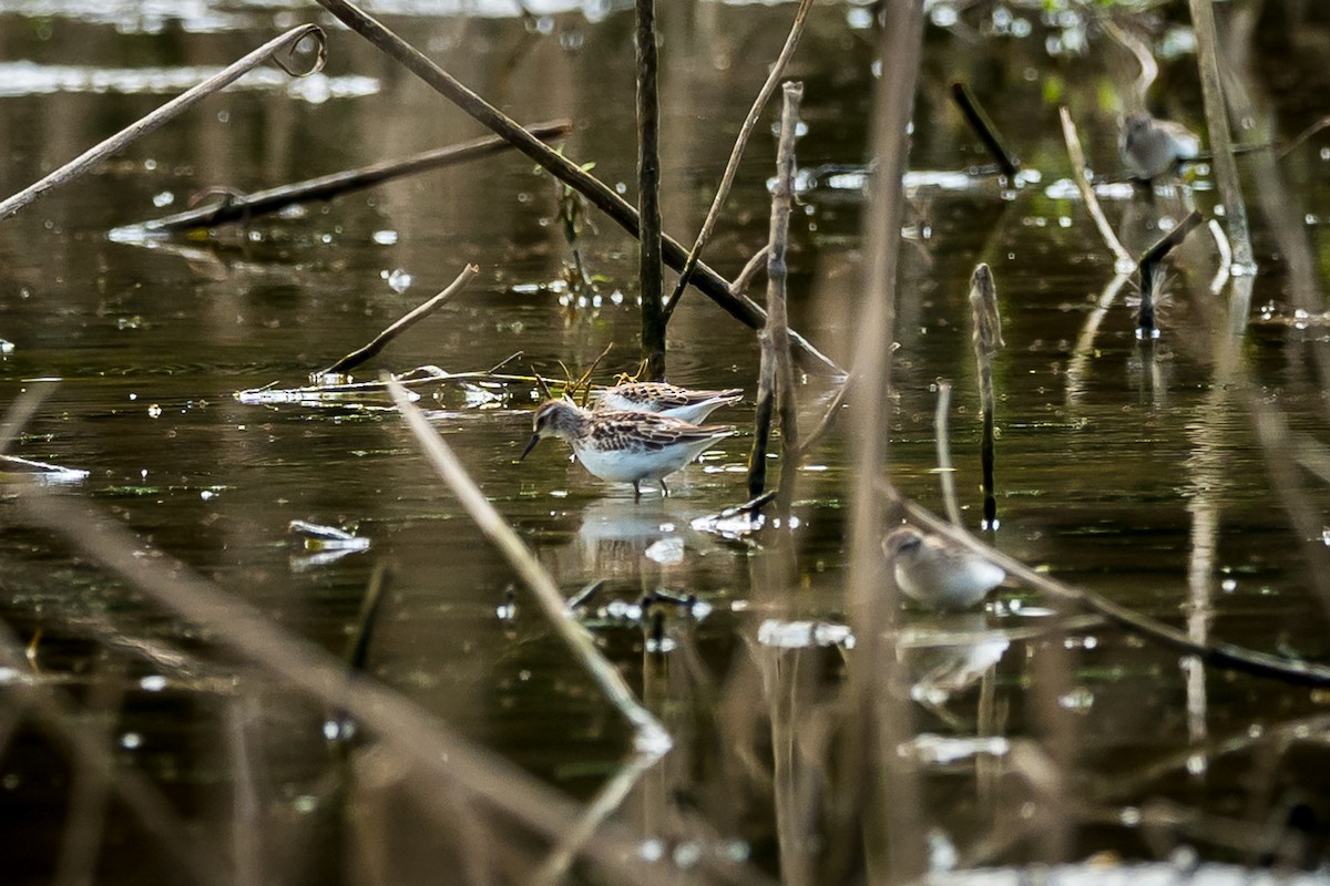 Semipalmated Sandpiper - ML642172848