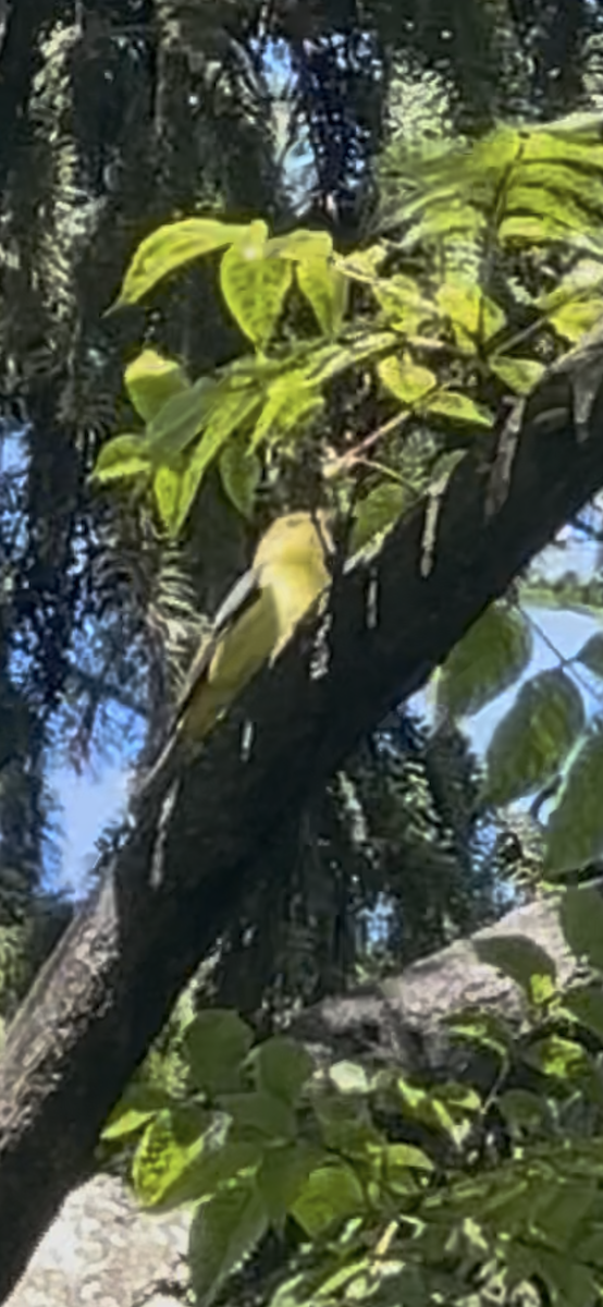 Scarlet Tanager - ML642172850