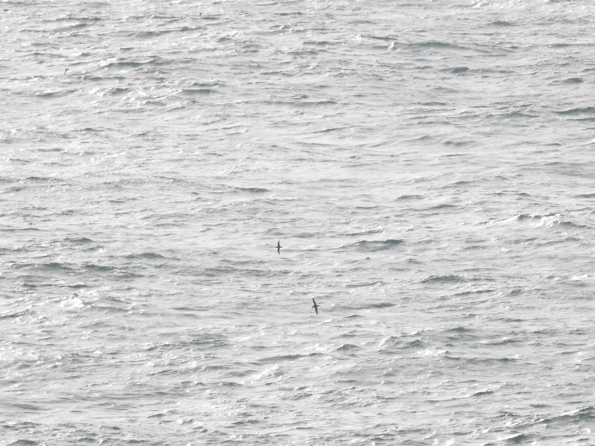 Puffin des Anglais - ML642172853