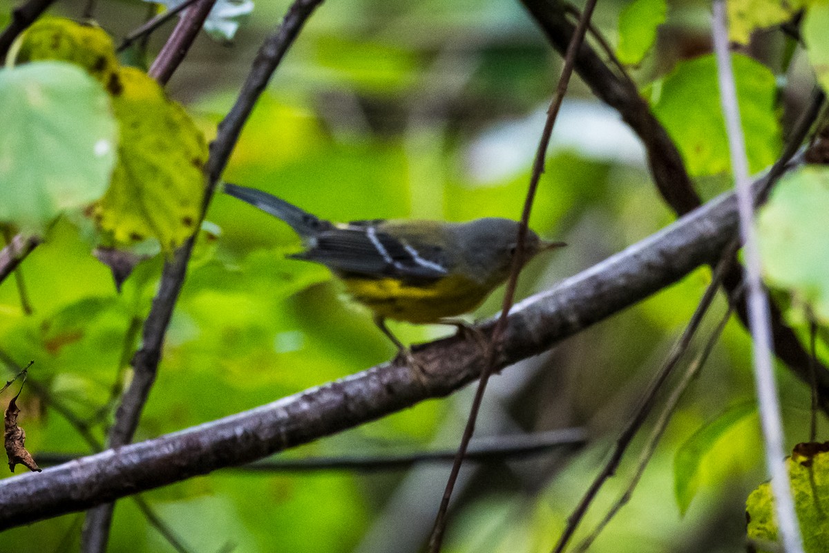 Paruline à tête cendrée - ML642172859