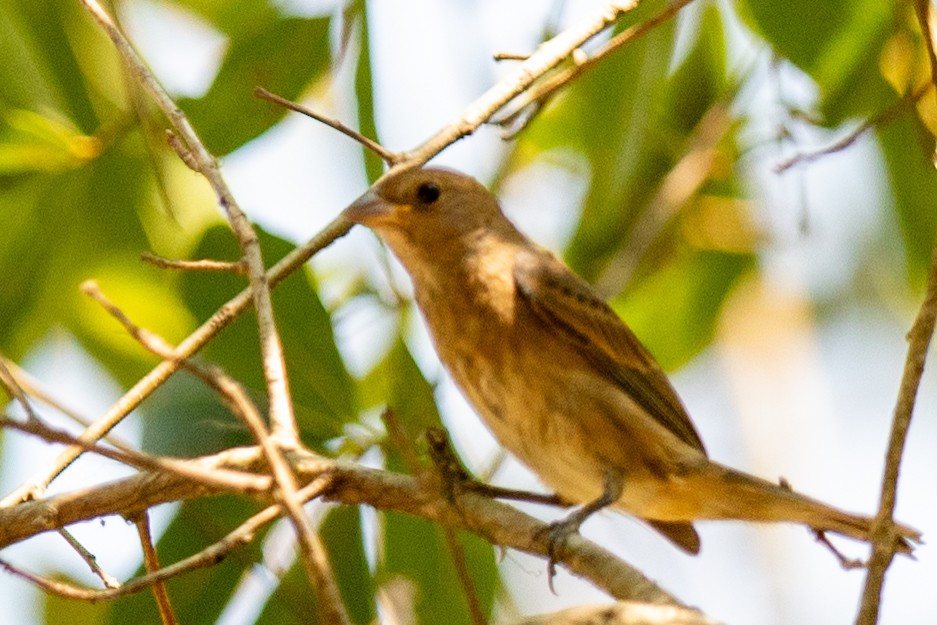 Passerin indigo - ML642172862