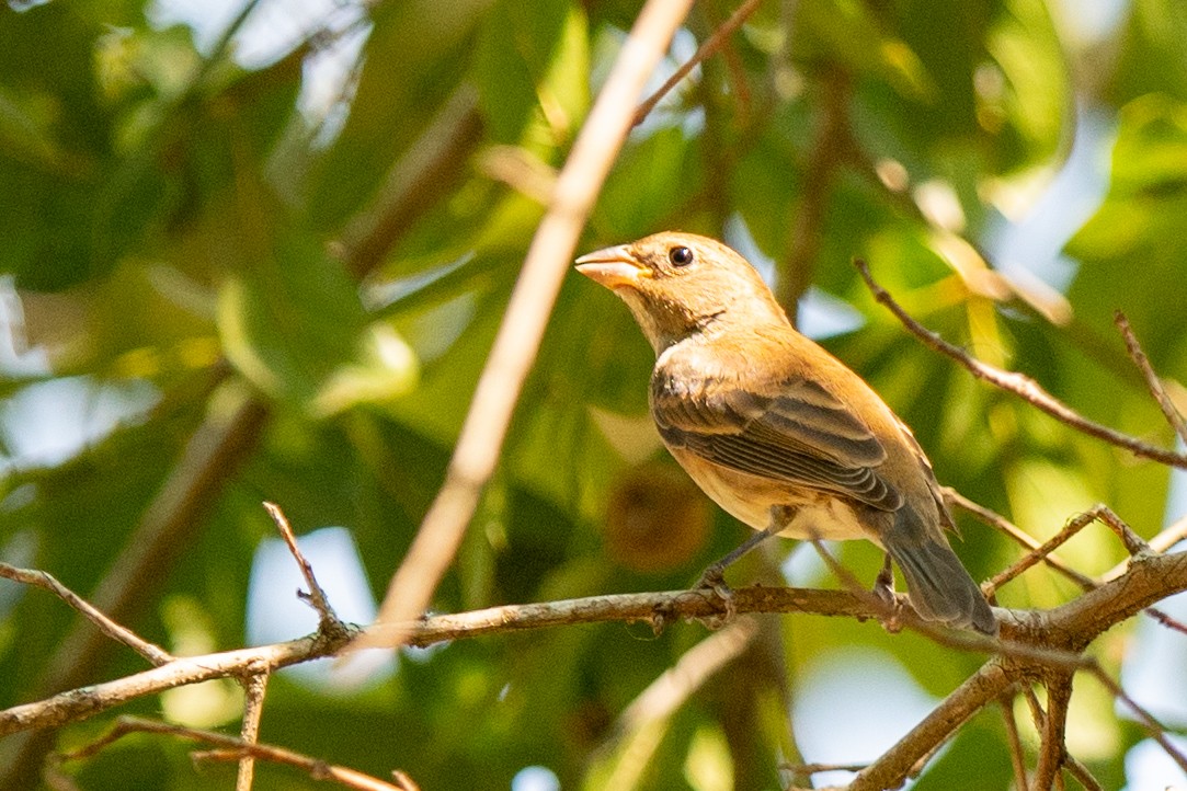 Passerin indigo - ML642172863
